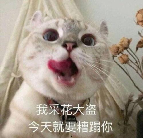 我很矜持表情包,揭秘隐藏在微笑背后的内心世界